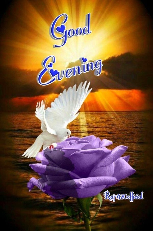 красивая птица