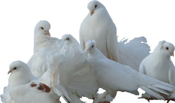 голуби горлица белая