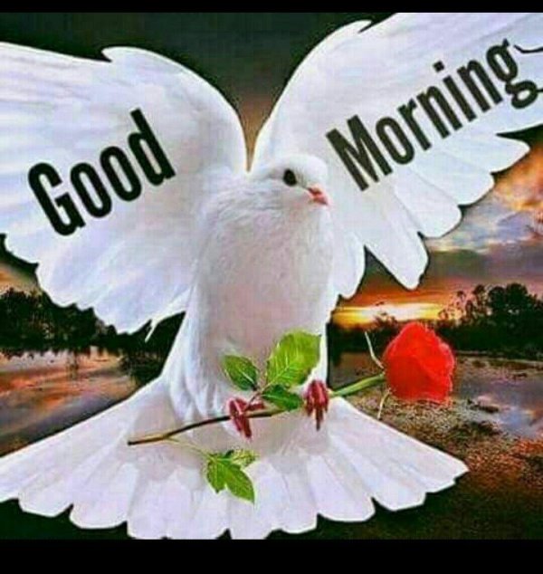 голубь святой дух