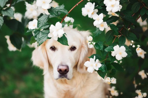 голден ретривер