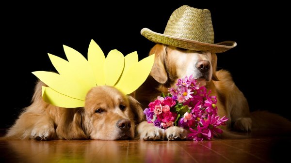 цветы собачки