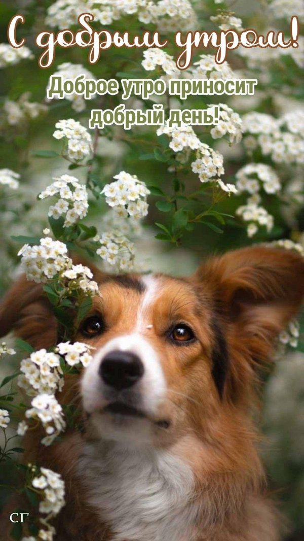 собачка цветок