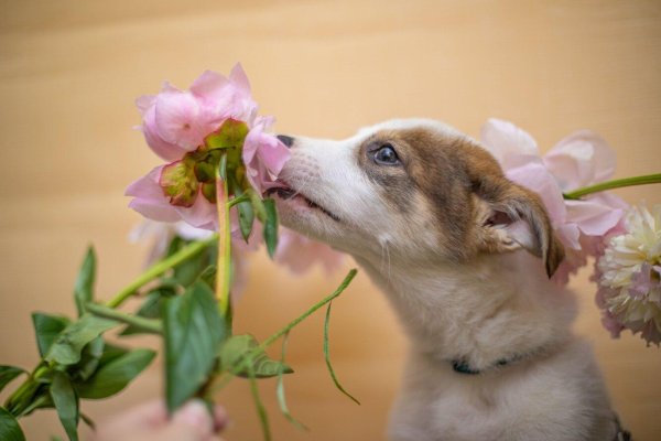 цветок собачка