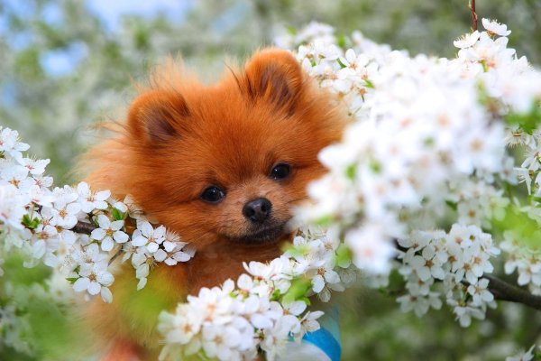 шпиц померанский