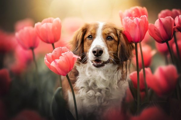 собака с тюльпанами