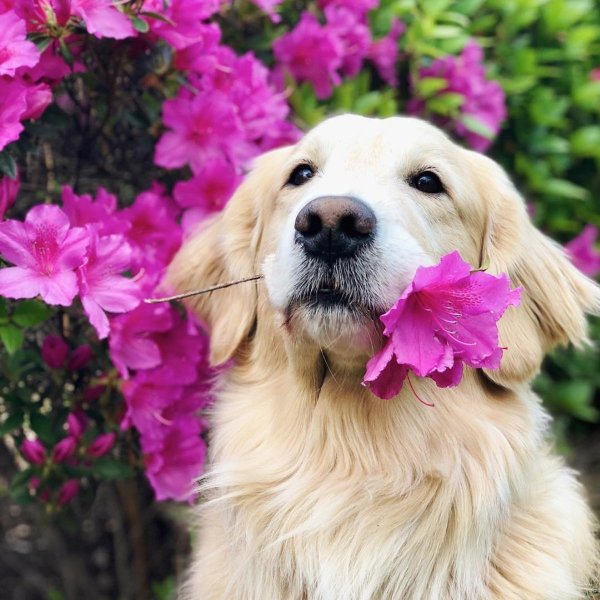 голден ретривер