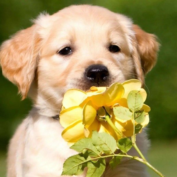 золотистый лабрадор