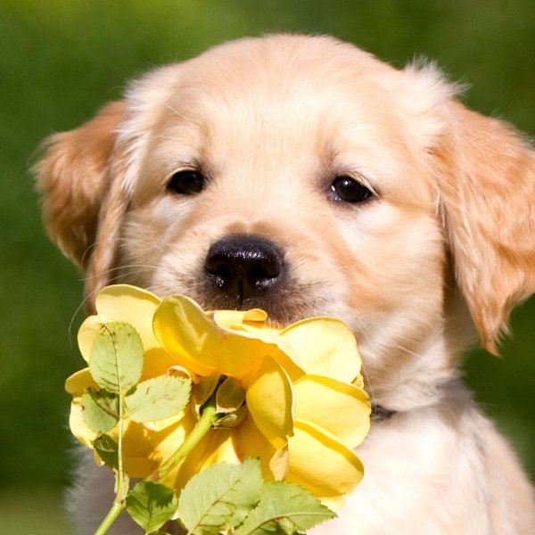 золотистый лабрадор