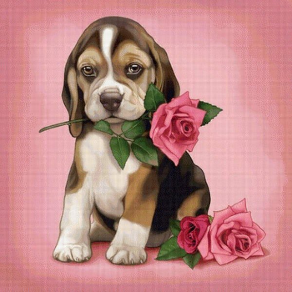 цветы собачки