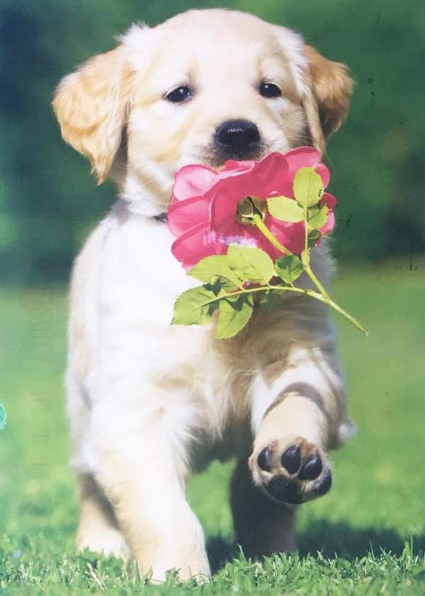 golden retriever puppy