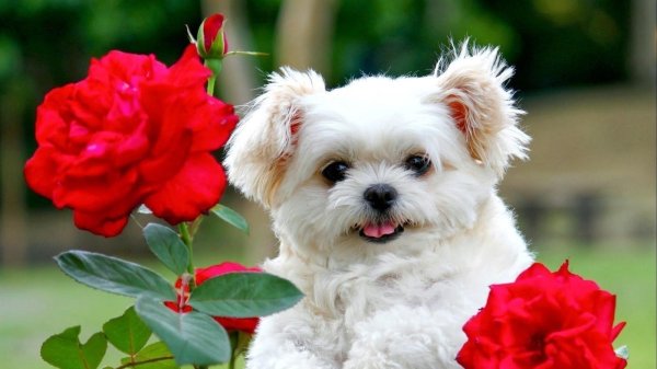 собачка милая