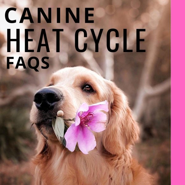 золотистые ретриверы