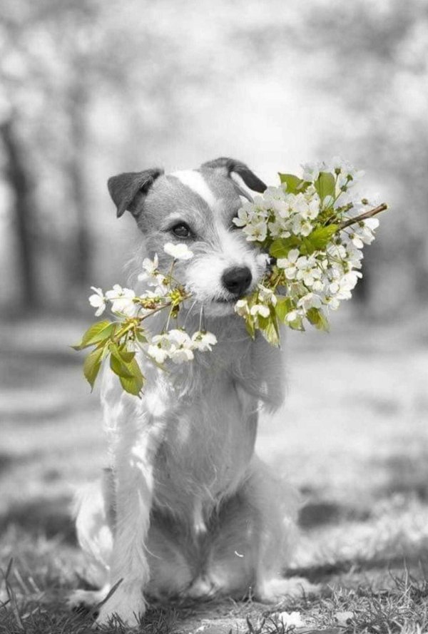 терьер джека рассела