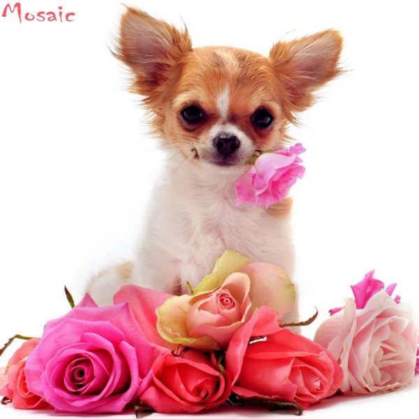 щенки чихуахуа