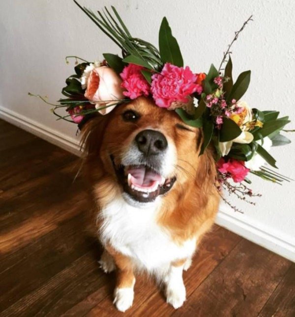 щенок с цветами