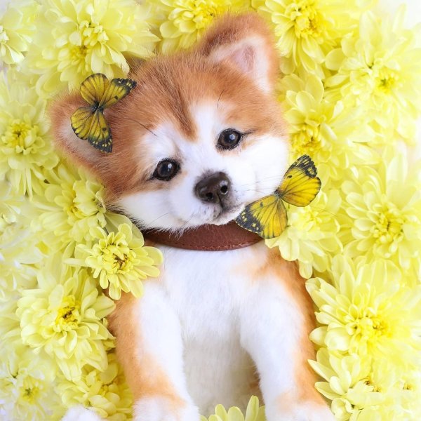 милые собачки