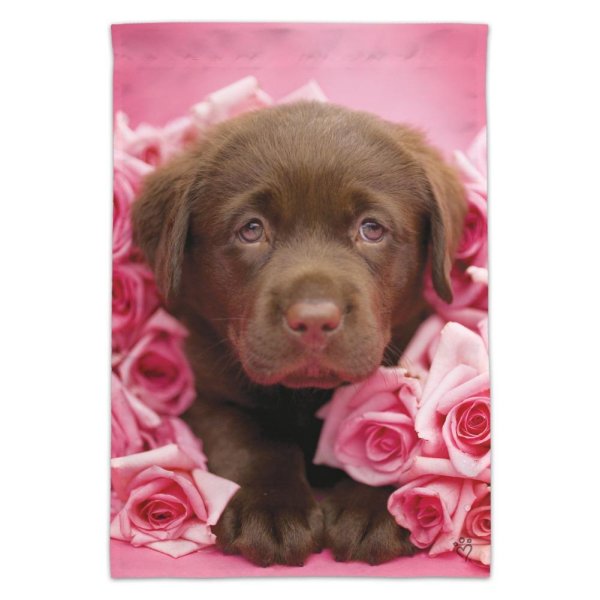 лабрадор шоколадный