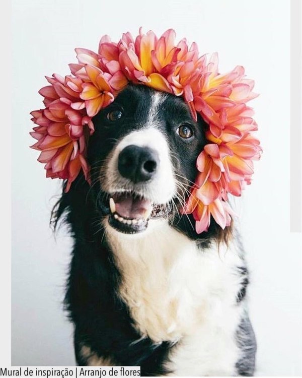 собака в цветах