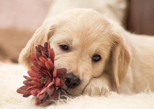 golden retriever puppy