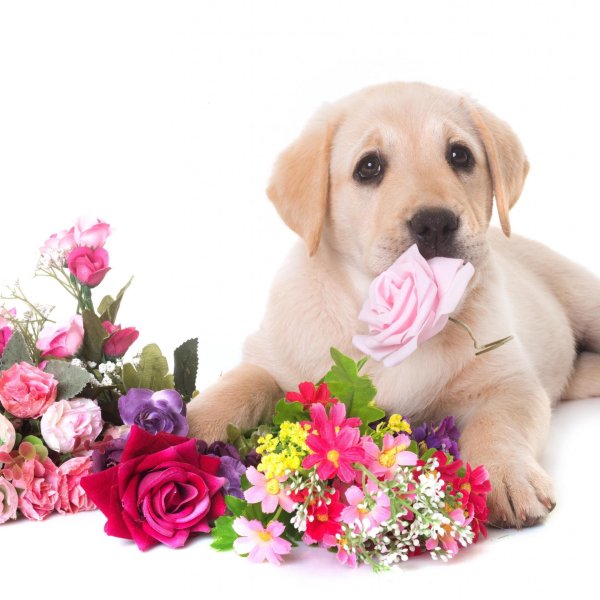 цветок собачка