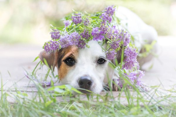 собака джек рассел терьер