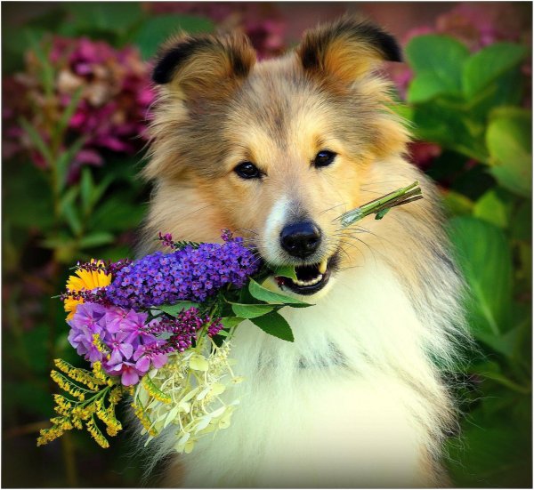 колли и шелти