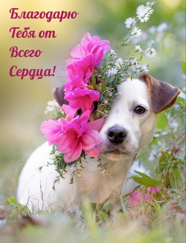 рассел джек