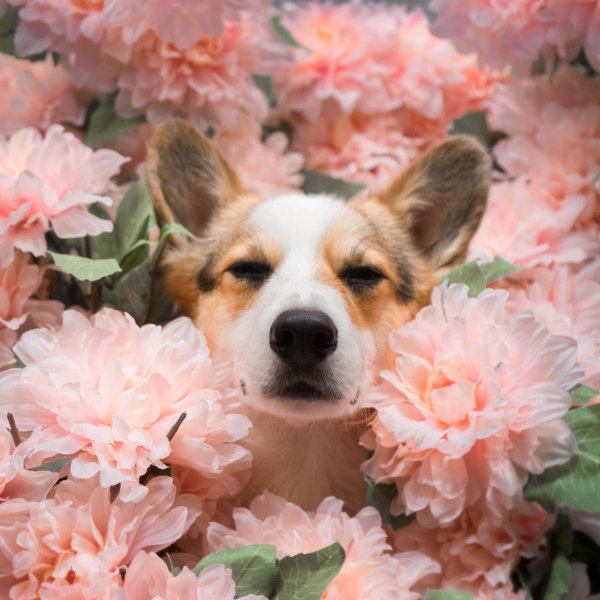 корги вельш