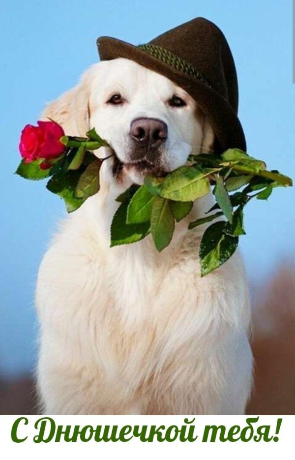 ретривер лабрадор