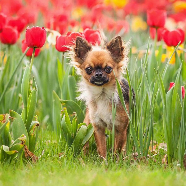 чихуахуа длинношерстная