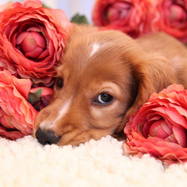 милые собачки