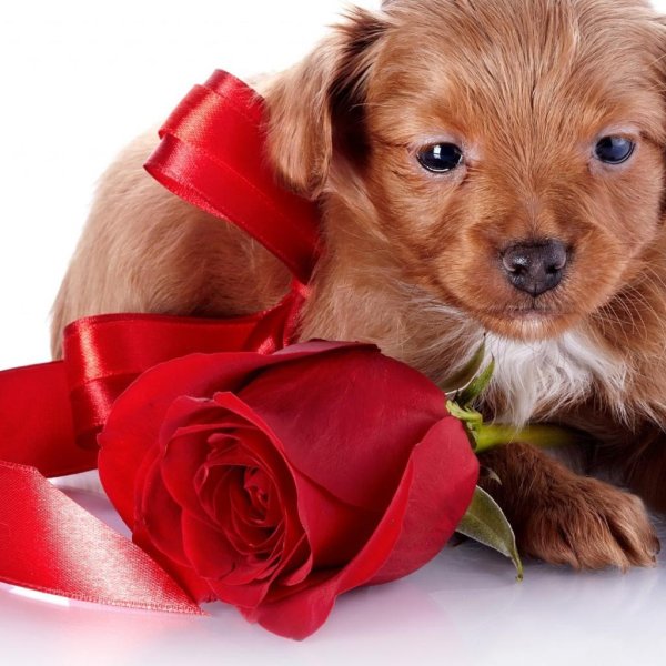 милые собачки