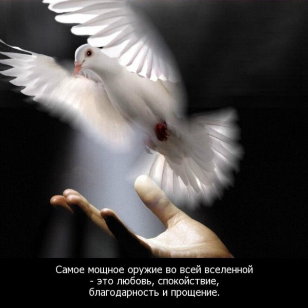 белые голуби