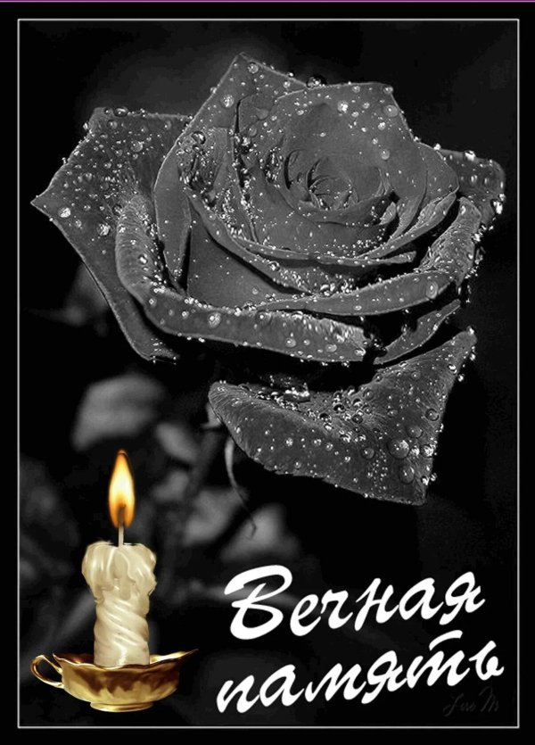 роза черная