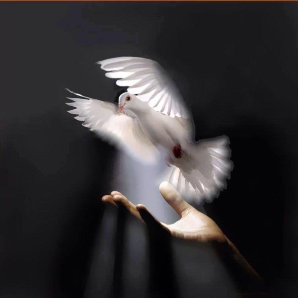 отпустить голубя