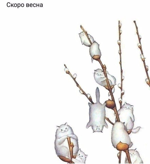 ветка вербы