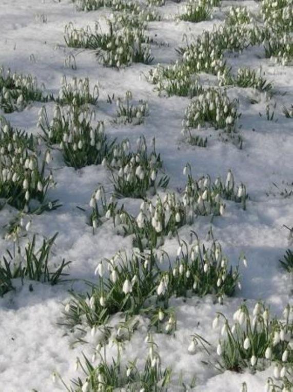 подснежник воронова луковица