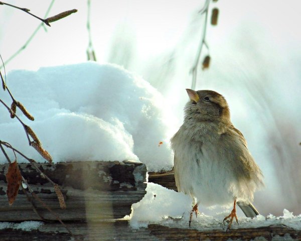 воробей зимой