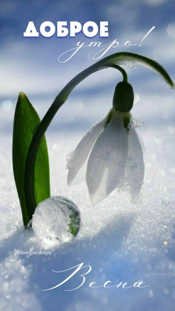 красивые подснежники