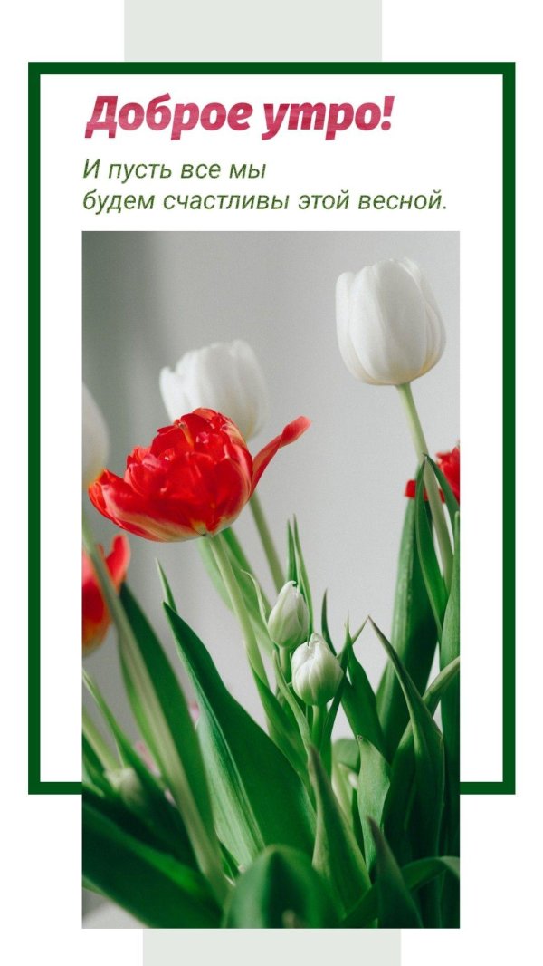 доброе утро тюльпаны