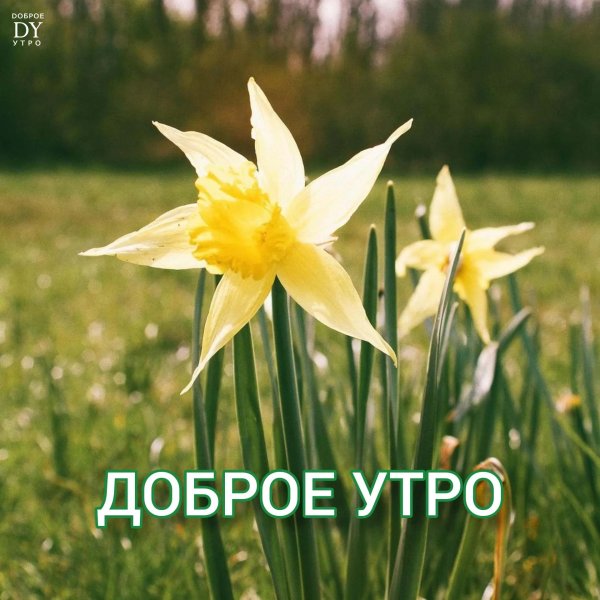 весеннее утро доброе