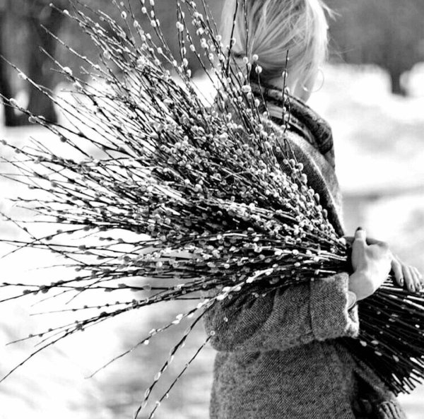 веточка вербы