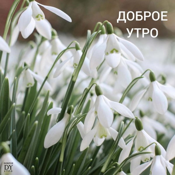 добрейшего весеннего утра