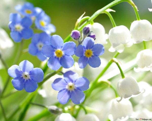 незабудка садовая голубая