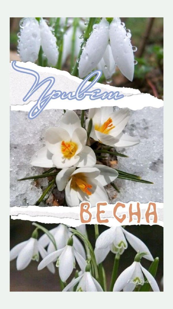 весенние цветы