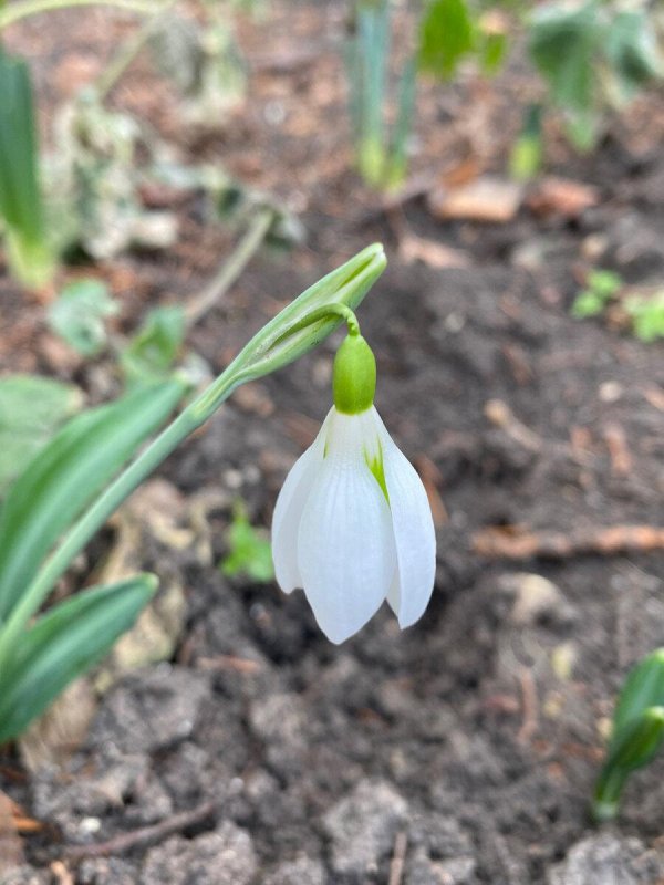 первые подснежники