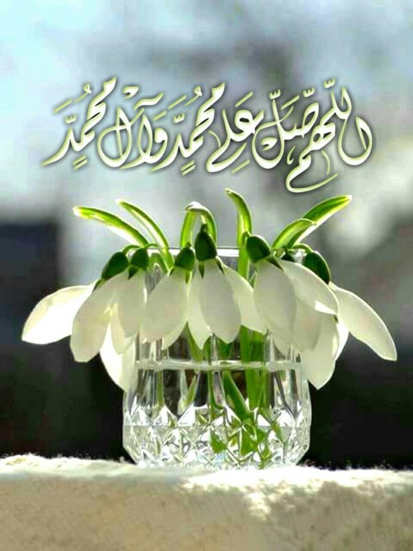 подснежник белый