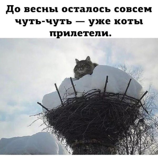 коты прилетели