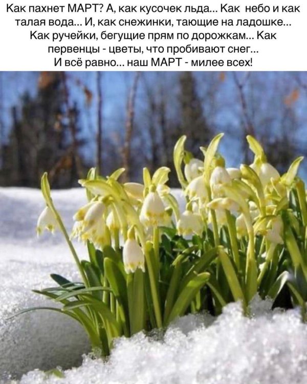 белоцветник весенний