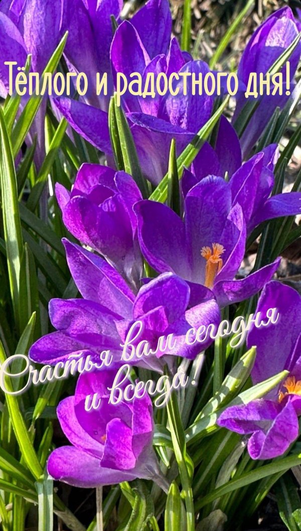 цветок крокус